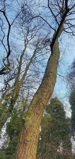 Tall trees beneath a clear blue sky in a serene forest.