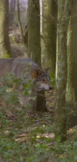 Majestic wolf roaming in lush green forest background.