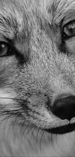 Black and white close-up of a fox's face, featuring elegant details.