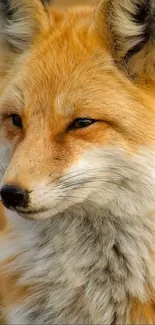 Close-up of a fox against a warm autumn backdrop mobile wallpaper.