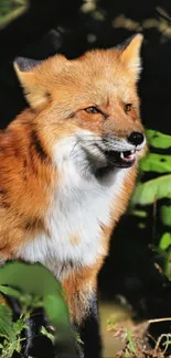 Majestic fox surrounded by forest foliage in serene light.