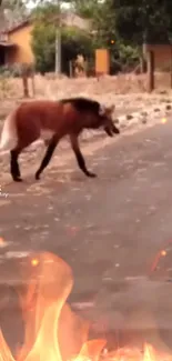 Fox walking in nature with fiery background effect.