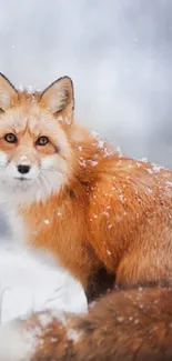 A majestic fox standing gracefully amidst falling snowflakes.