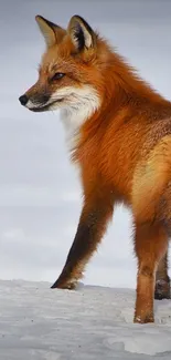 Majestic fox standing in a snowy landscape, showcasing vibrant orange fur.