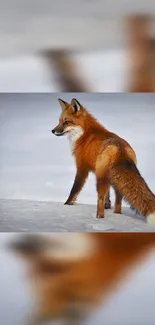 Majestic fox standing on snowy landscape with blurred edges.