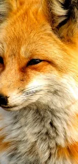 Close-up of a majestic fox with orange fur and captivating eyes on a mobile wallpaper.