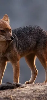 Fox standing on a mountain at golden hour.