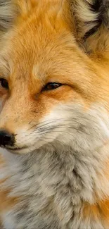 Close-up of a fox with bright orange fur in nature.