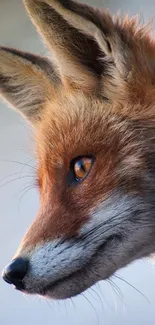 Close-up of a fox with orange fur and striking eyes, ideal for wallpapers.