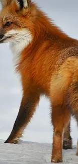 Red fox standing on snowy ground with winter backdrop.