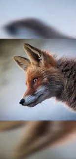 A serene fox portrait with a soft background.