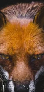 Close-up of a fox with striking orange fur in a natural setting.