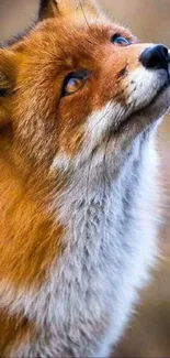 Majestic red fox looking upward in a captivating portrait.