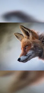 Close-up of a majestic fox against blurred background.