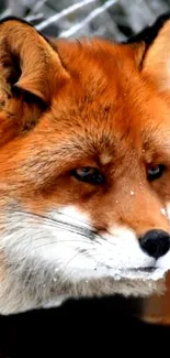 Close-up of a red fox in a snowy background, showcasing its vivid fur.