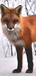 Majestic red fox standing in snowy winter landscape.