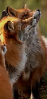 Foxes in a natural setting, looking upwards.