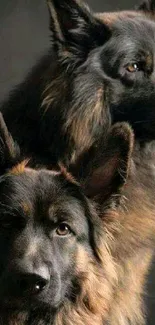 Two majestic German Shepherd dogs with lush, dark fur.