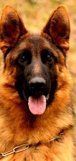Majestic German Shepherd close-up portrait with golden brown tones.