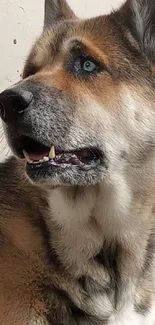 Majestic German Shepherd with blue eyes looking to the side.