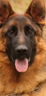 Portrait of a majestic German Shepherd dog with a focused and alert expression.