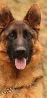 Majestic German Shepherd portrait with bokeh background.