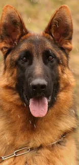 Majestic German Shepherd dog portrait with a nature background.