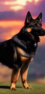 German Shepherd standing at sunset with vibrant sky.