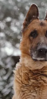 Majestic German Shepherd in snowy landscape wallpaper.