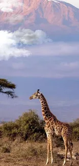 Giraffe in front of Mount Kilimanjaro, serene savannah view.