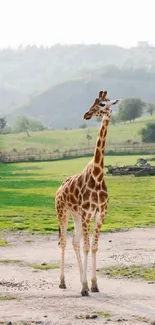 A lone giraffe stands in a lush green field.