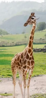 Giraffe standing gracefully in lush Serengeti landscape.