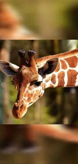 A majestic giraffe in sunlight with a serene natural background.