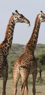 Giraffes roaming in the African savanna with a serene backdrop.