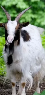 Majestic goat stands in a green forest, showcasing serene wilderness.