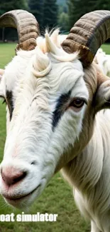 Majestic goat standing in lush green field.