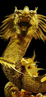 Majestic golden dragon artwork with intricate details on a black background.