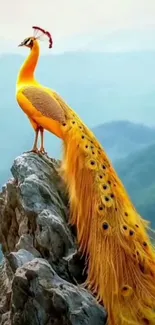 Golden peacock perched on a rock, showcasing vibrant feathers.