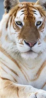 Majestic golden tiger close-up wallpaper for mobile phones.