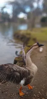 Goose with wings outstretched by a calm lake.