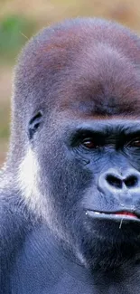 Close-up of a majestic gorilla with a focused gaze and natural habitat background.