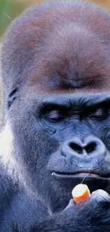 Close-up of a gorilla holding food.