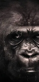 Close-up of a gorilla's face with a dark background.
