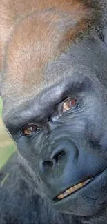 Close-up of a gorilla's face in a natural setting mobile wallpaper.