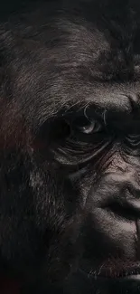 Close-up of a majestic gorilla's face on a mobile wallpaper.