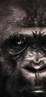 Close-up view of a gorilla face in high-resolution wallpaper.