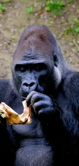 Majestic gorilla with a natural backdrop, perfect for wildlife lovers.