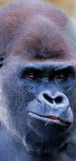 Close-up of a majestic gorilla's face in nature.