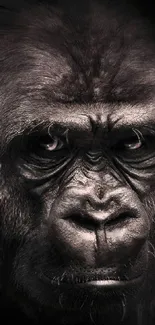 Close-up monochrome gorilla portrait with intense gaze.