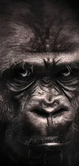 Close-up portrait of a majestic gorilla on a dark background.